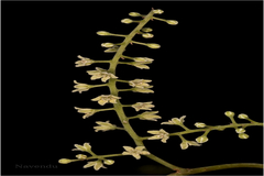 Embelia ribes